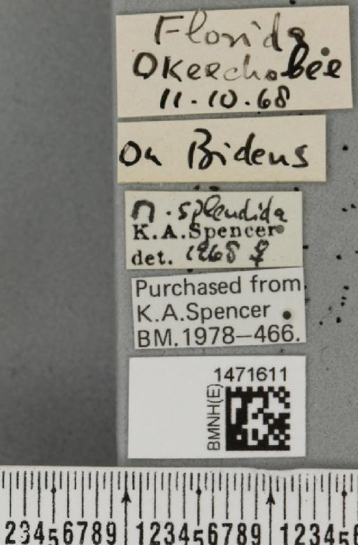 Melanagromyza splendida Frick, 1953 - BMNHE_1471611_label_46607