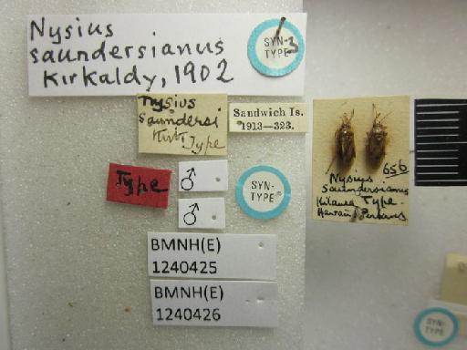 Nysius saundersianus Kirkaldy, 1902 - Nysius saundersianus-BMNH(E)1240426-Syntype male dorsal & labels