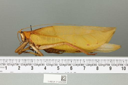 Onomarchus uninotatus (Serville, 1838) - 012496556_reverse