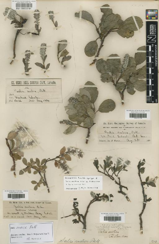 Salix arctica Pall. - BM001217360