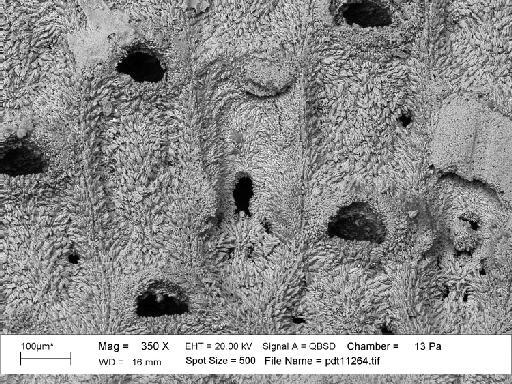 Manzonella neogenica (Buge) - PI D 6940 - Manzonella [Thalamoporella] neogenica