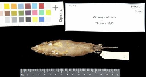 Peramys adustus Thomas, 1897 - 1897.7.2.1_Skin_Ventral