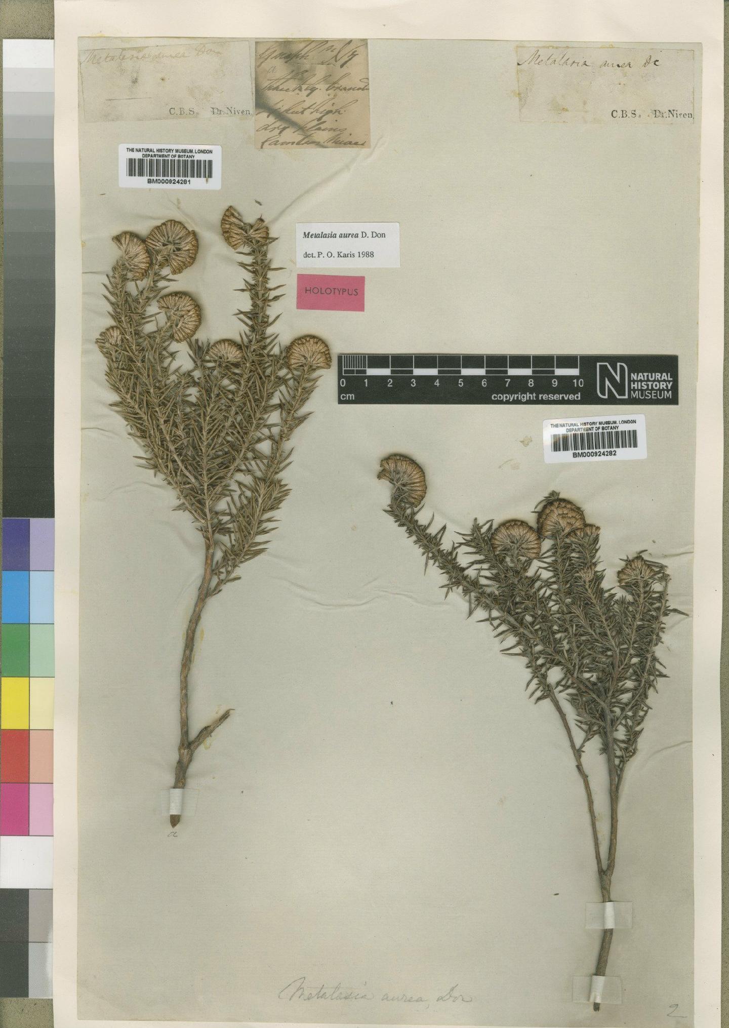 To NHMUK collection (Metalasia aurea D.Don; TYPE; NHMUK:ecatalogue:4529310)
