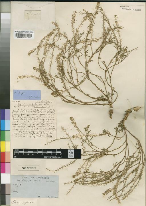 Lepidium angolense Jonsell - BM000593729