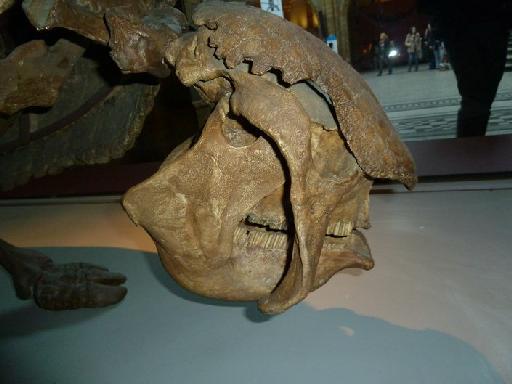 Glyptodon clavipes Owen, 1838 - M 5433 Glyptodon clavipes skull