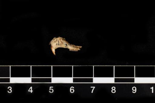 Oecomys phaeotis Thomas, 1901 - Oecomys_phaeotis-1901_1_1_22-Skull-Lateral