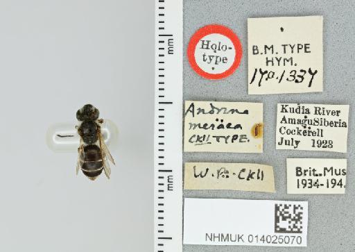 Andrena meraca Cockerell, 1924 - 014025070_834113_1618606-