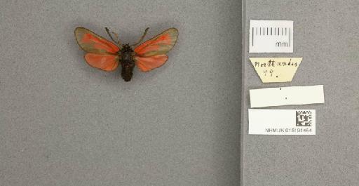 Zygaena (Mesembrynus) purpuralis purpuralis (Brünnich, 1763) - 015191464_775459_1477570