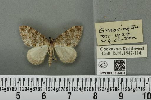 Entephria flavicinctata ruficinctata (Guenée, 1858) - BMNHE_1616004_318496