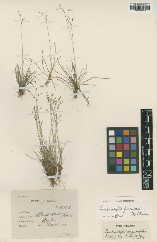 Fimbristylis fuscoides C.B.Clarke - BM000959075