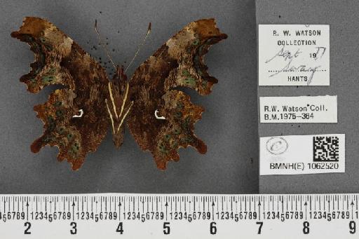 Polygonia c-album ab. g-album Tutt, 1896 - BMNHE_1062520_23363