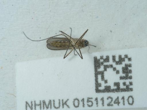 Culicidae Meigen, 1818 - 015112410_2