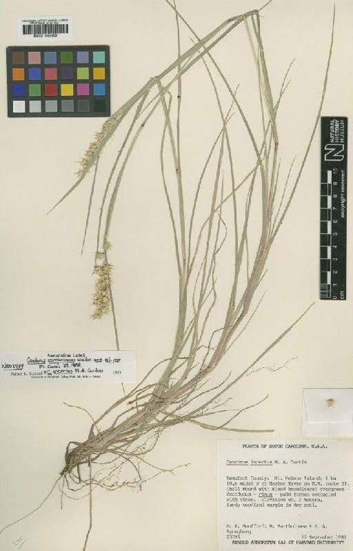 Cenchrus incertus M.A.Curtis - BM001042458