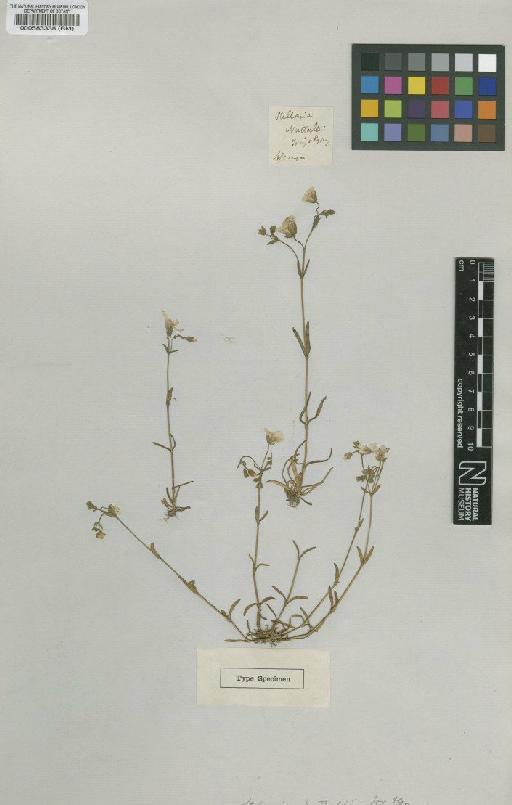 Stellaria nuttallii Torr. & Gray - BM000583338