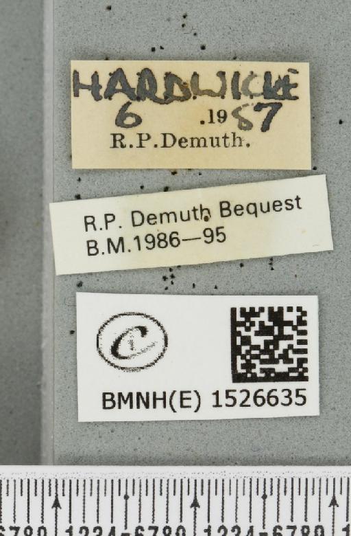 Malacosoma neustria (Linnaeus, 1758) - BMNHE_1526635_label_191085