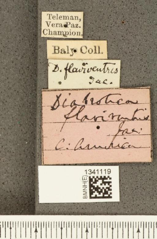 Diabrotica flaviventris Jacoby, 1887 - BMNHE_1341119_label_22970