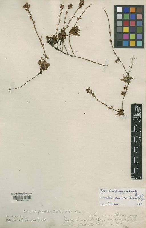 Luetkea pectinata (Pursh) Kuntze - BM000622240