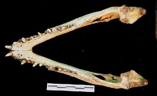 Crocodylus porosus - ED_C_porosus_65.8.22.1(mand)