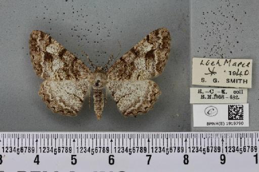 Alcis repandata muraria Curtis, 1826 - BMNHE_1919790_475666