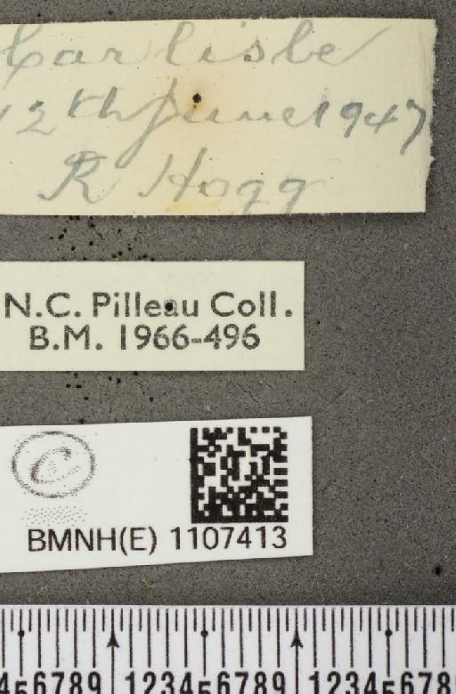 Euphydryas aurinia ab. suffusa Frohawk, 1938 - BMNHE_1107413_label_18719