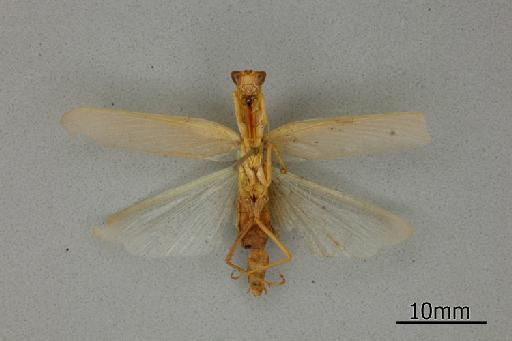 Orthodera australiana Giglio-Tos, 1917 - 013805550_Orthodera_australiana_Ventral_habitus_Syntype