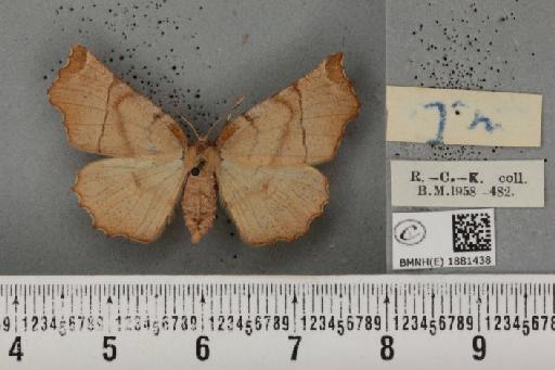 Selenia dentaria ab. eblanaria Baynes, 1952 - BMNHE_1881438_a_446757