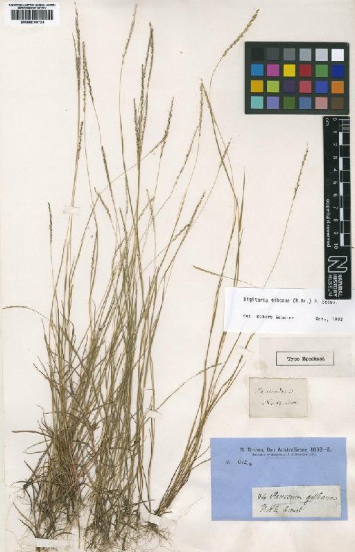 Digitaria gibbosa (R.Br.) P.Beauv. - BM000795724