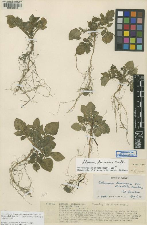 Solanum demissum Lindl. - BM000606191