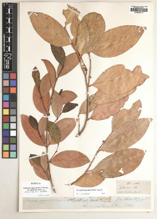 Gelonium angustifolium var. ellipticum Müll.Arg. - BM000929151