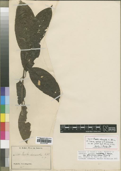 Pavetta owariensis var. glaucescens Hiern - BM000903425