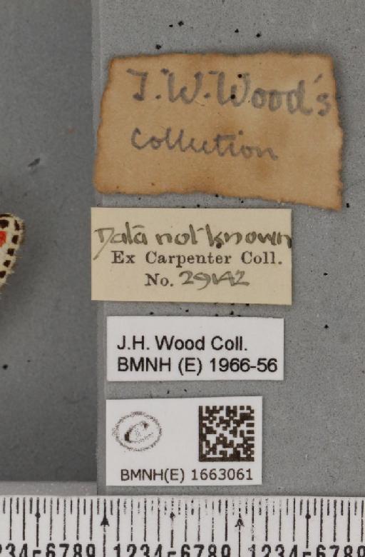 Utetheisa pulchella (Linnaeus, 1758) - BMNHE_1663061_label_283437