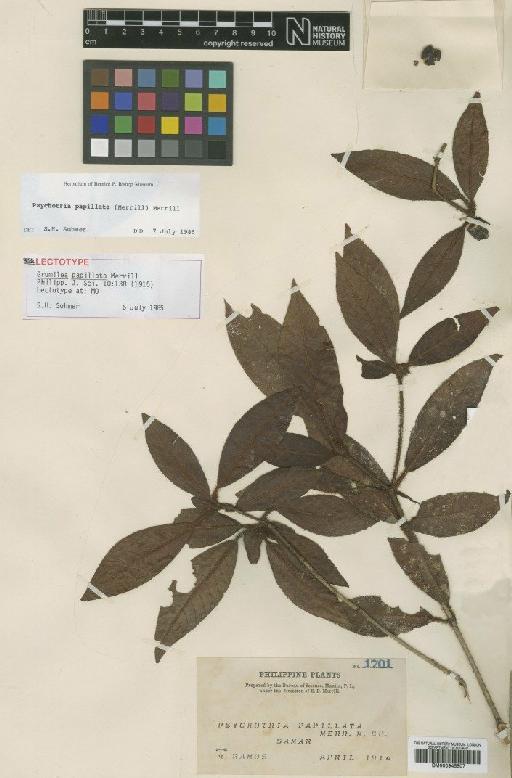 Psychotria papillata Merr. - BM000945507