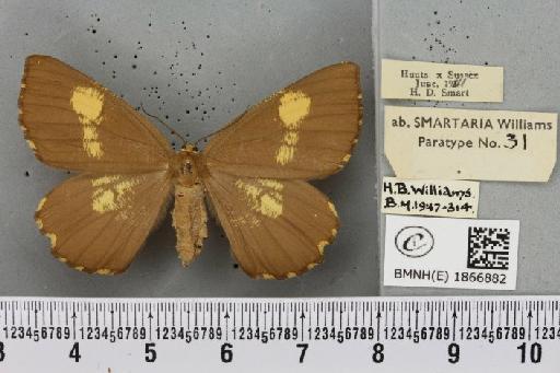 Angerona prunaria ab. smartaria Williams, 1947 - BMNHE_1866882_440141