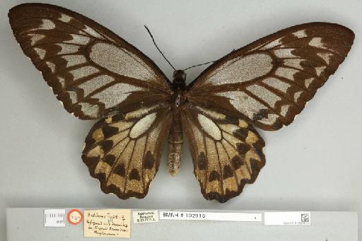 Ornithoptera croesus lydius Felder, 1865 - 013604972__