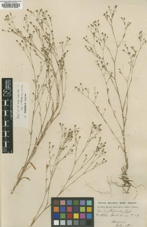 Petrorhagia alpina subsp. olympica (Boiss) P.W.Ball & Heywood - BM000572335