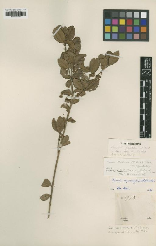 Lyonia glandulosa (A.Rich.) Urb. - BM000993651