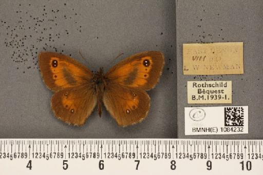 Pyronia tithonus britanniae (Verity, 1914) - BMNHE_1084232_53356