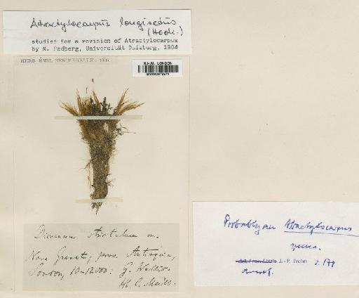 Dicranum strictulum Müll.Hal. - BM000879571