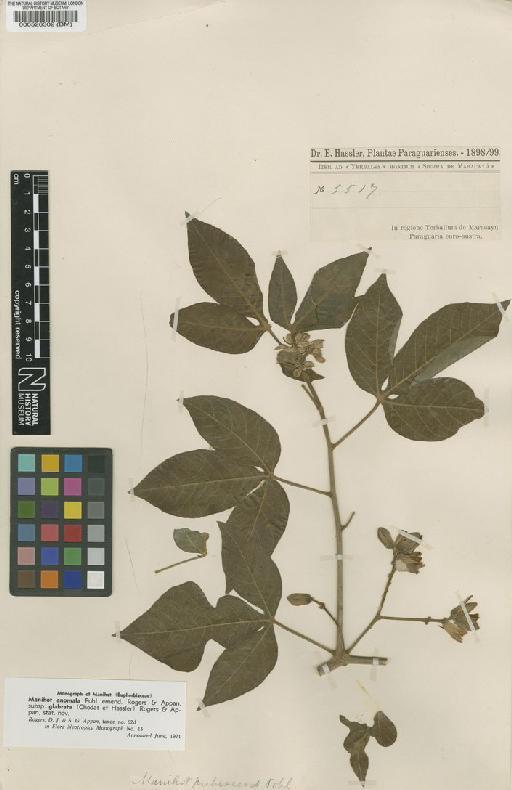 Manihot anomala subsp. glabrata (Chodat & Hassl.) D.J.Rogers & Appan - BM000526302