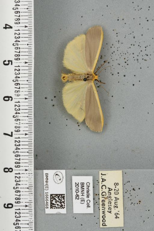 Eilema lurideola (Zincken, 1817) - BMNHE_1666468_288266