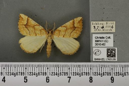 Eulithis mellinata (Fabricius, 1787) - BMNHE_1763138_345076