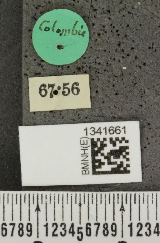 Gynandrobrotica beata (Baly, 1886) - BMNHE_1341661_label_23481