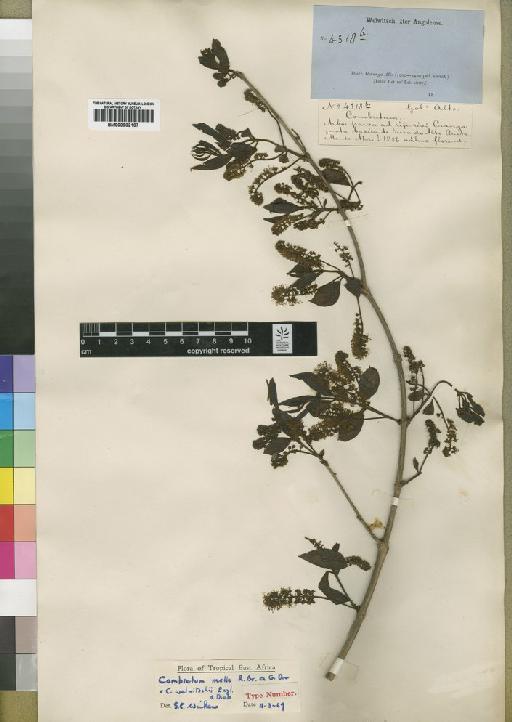 Combretum molle - BM000902107