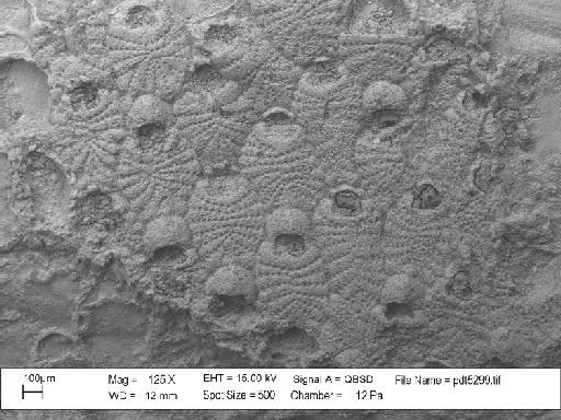 Castanopora dorothyae Taylor & McKinney, 2006 - PI BZ 5187 (1) - Castanopora