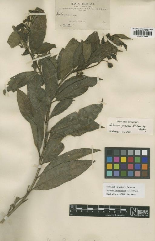 Solanum pearcei Britton & Rusby - BM000815968