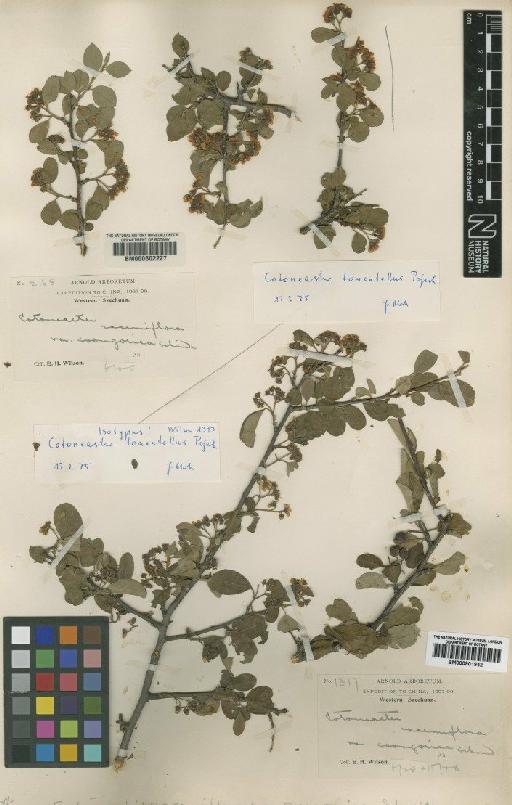 Cotoneaster tomentellus Pojark - BM000602227