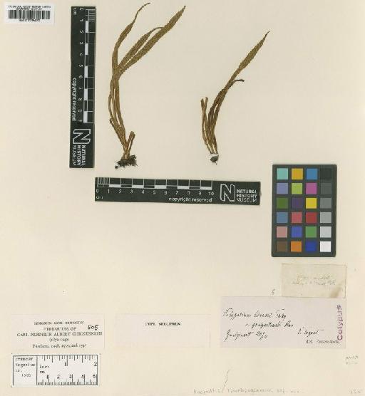 Lepisorus thunbergianus (Kaulf.) Ching - BM001038475