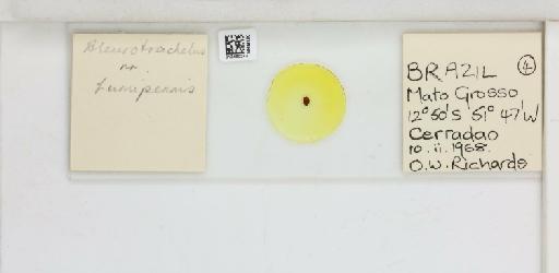 Crescentaleyrodes fumipennis Hempel, 1899 - 013480244_117713_1091775_157792_NonType