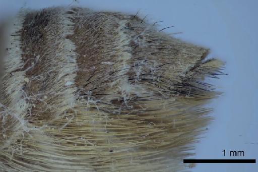 Megachile (Trichurochile) pulchra Smith, F., 1879 - 969499 Megachile pulchra female type s6