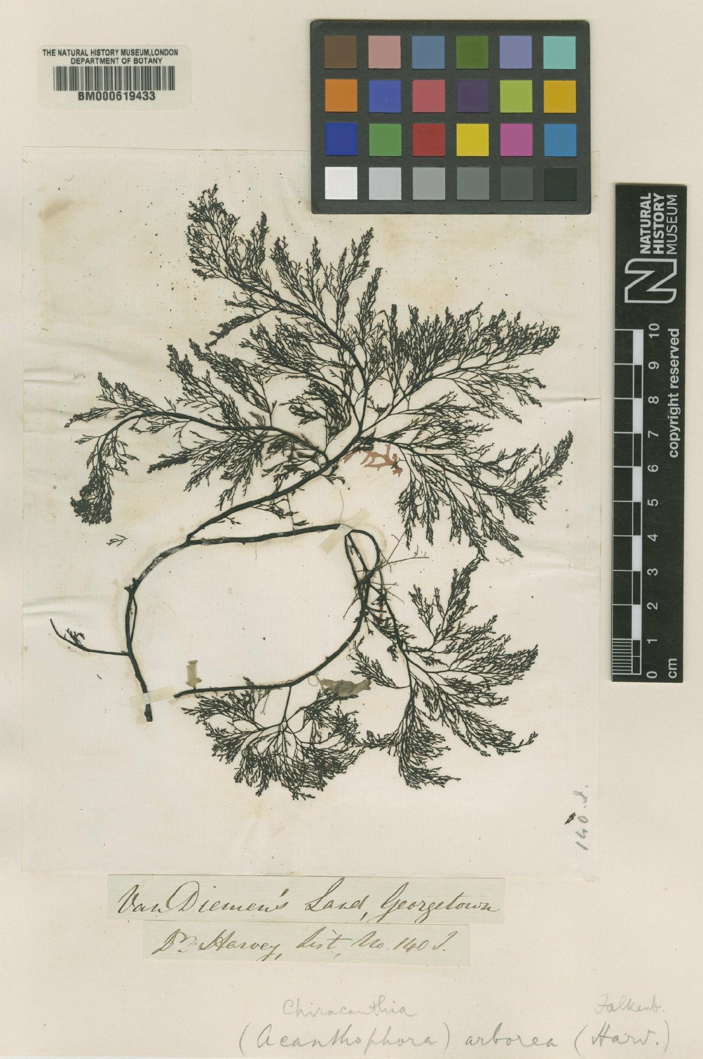 To NHMUK collection (Chiracanthia arborea (Harv.) Falkenb.; TYPE; NHMUK:ecatalogue:4790072)